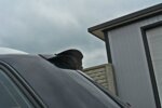 Maxton produžetak spojlera za Audi S4 / A4 S-Line B7 Avant
