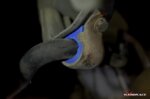 Hardrace Front/rear- Reinforced Stabilizer Bushing Subaru Forester, Impreza, Legacy/outback